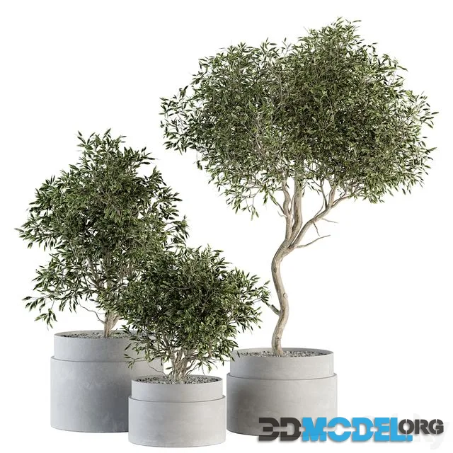 indoor Plant Set 340- Tree and Plant Set in pot