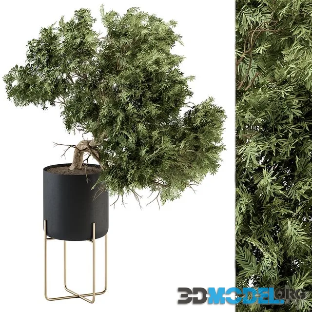 Indoor Plant Set 345