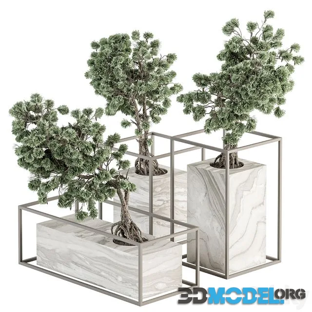 indoor Plant Set 358 – Bonsai Set Plant in pot