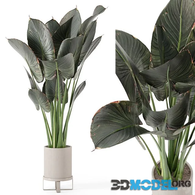 Indoor Plants in Ferm Living Bau Pot Large – Set 555