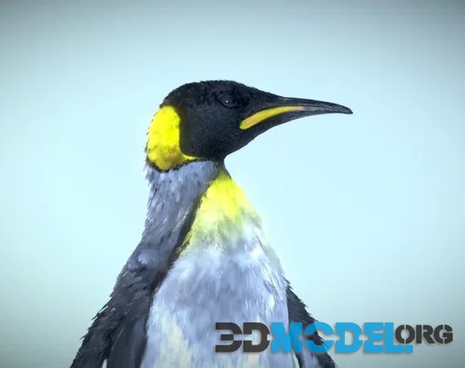 King Penguin (PBR)
