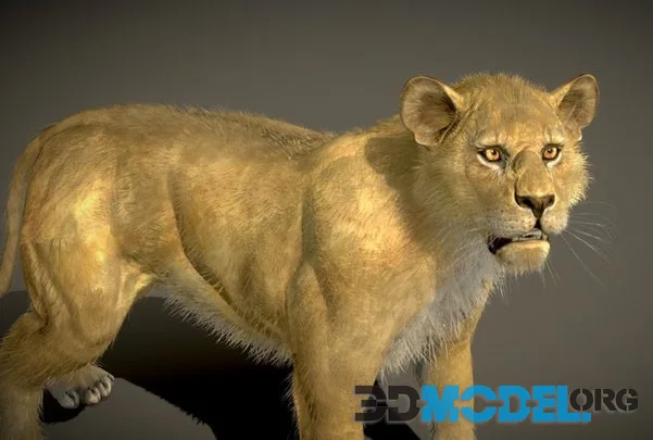 Lion 5 (PBR)