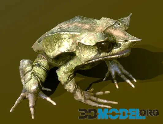 Long Nosed Horned Frog (PBR)