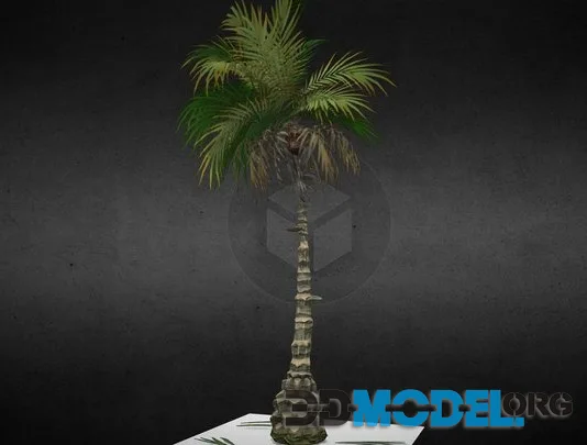 Megalith   Palm Tree 1 (PBR)