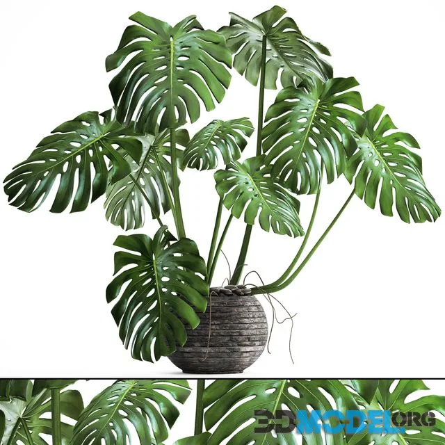 Monstera Flower Stand Bush