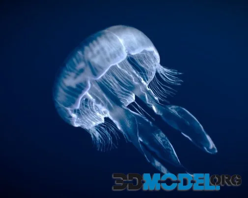 Moon Jellyfish (PBR)