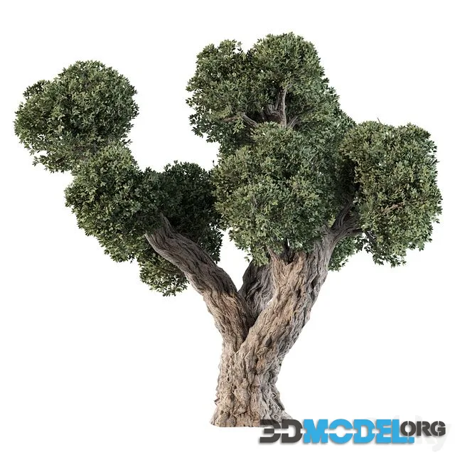 Olive Tree No.56