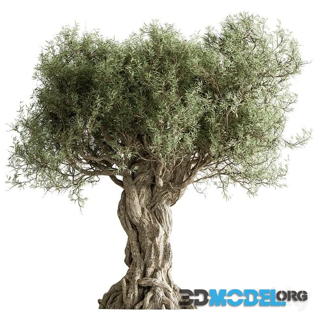 Olive Tree Set 259