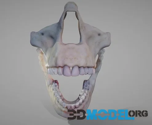 Oro Facial Anatomy (Animated) (PBR)