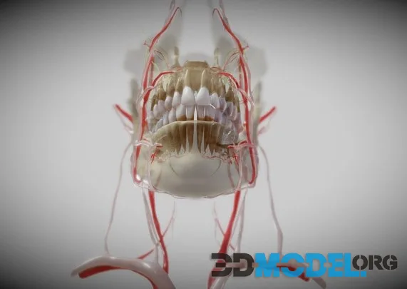 Orofacial Anatomy With Blood And Nerve Supply (PBR)