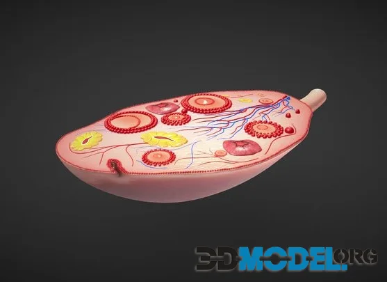 Ovary Cross Section Anatomy (PBR)