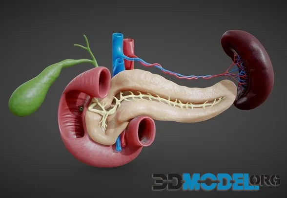 Pancreas Cross Section Anatomy (PBR)