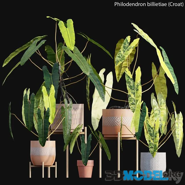 Philodendron billietiae - Croat