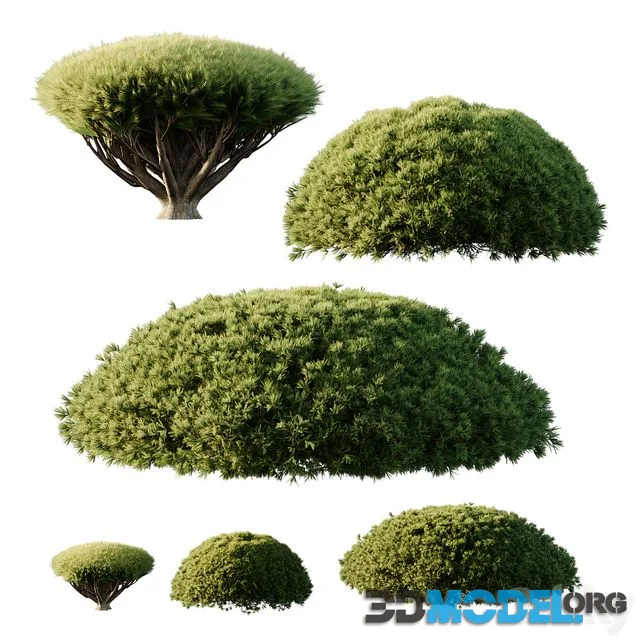 Pinus Mugo Bush07
