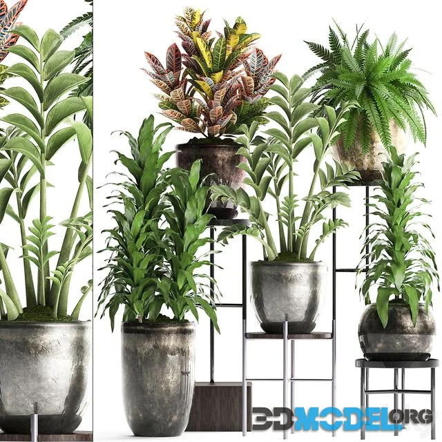 Plant Collection 362