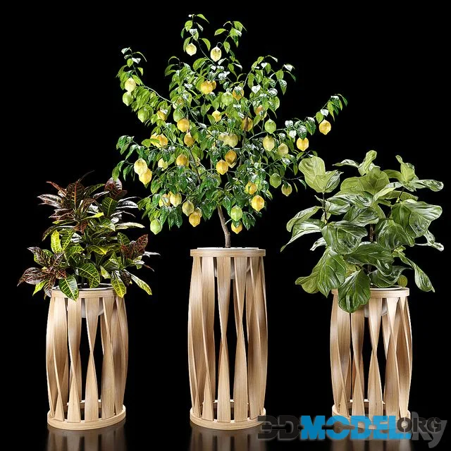 Plants set 5 (Croton, Ficus, Limon)