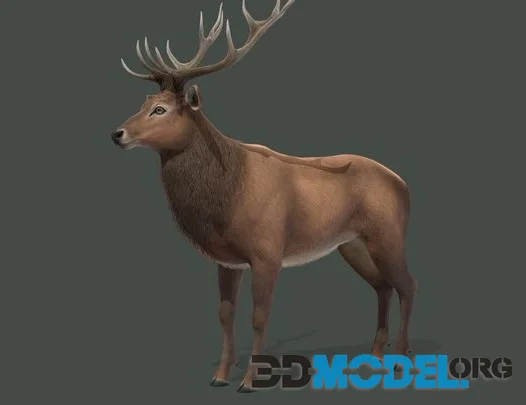 Red Deer Animations (PBR)