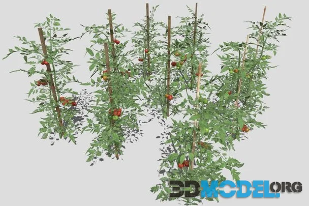 Tomato Plantation (PBR)