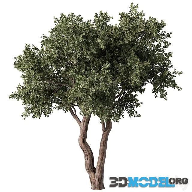 Tree No.59