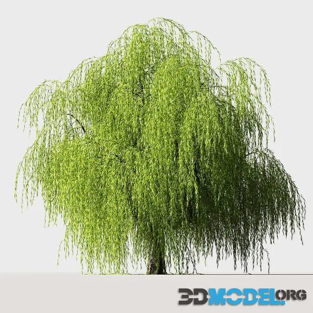 Tree Willow 5mH