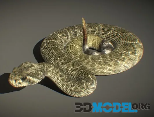 Western Diamondback Rattlesnake (PBR)