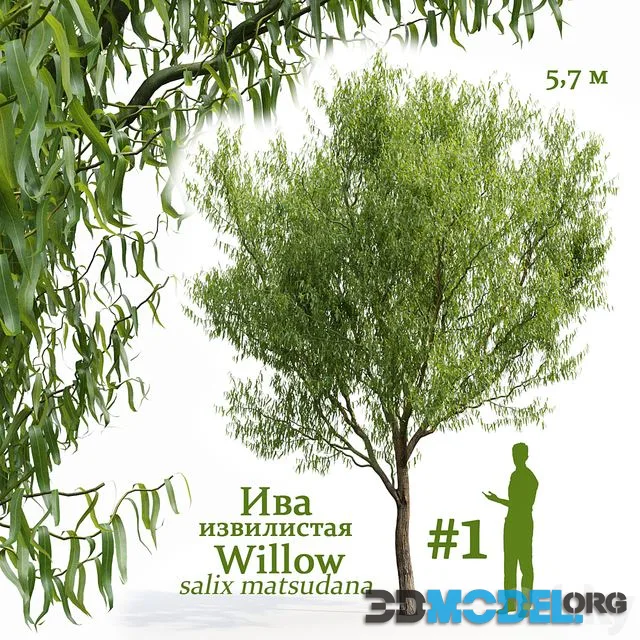 Willow Salix matsudana # 1