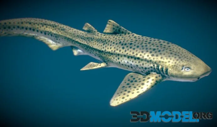Zebra Shark (PBR)