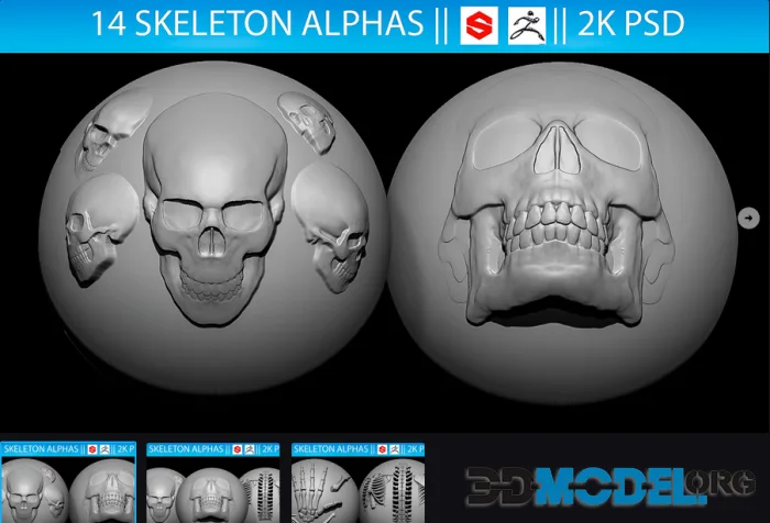 14 Skeleton Alphas Vol.2 (ZBrush, Substance, 2K)