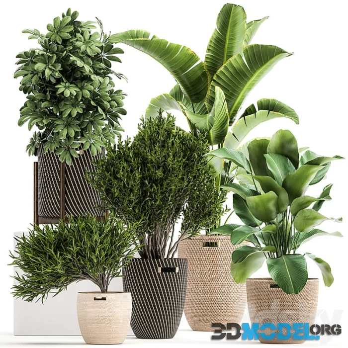 Collection of plants in baskets from Scheffler, Strelitzia, kalatea Lutea. Set 1036