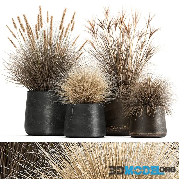 Collection of plants in metal pots with dried flowers Pampas grass, reeds, grasshopper bushes. Set 1058