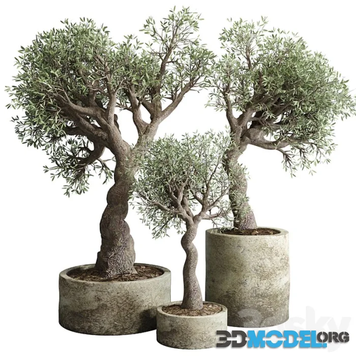 Collection Outdoor plant 49 concrete dirt old vase pot tree family
