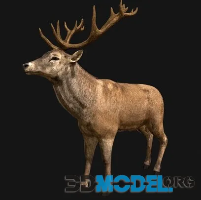 Deer Red (PBR)