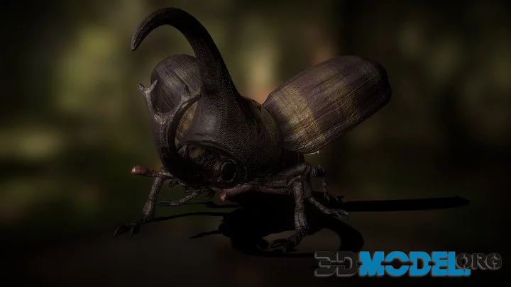 Hercules Beetle