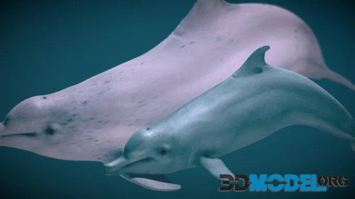 Indo Pacific Humpback Dolphin