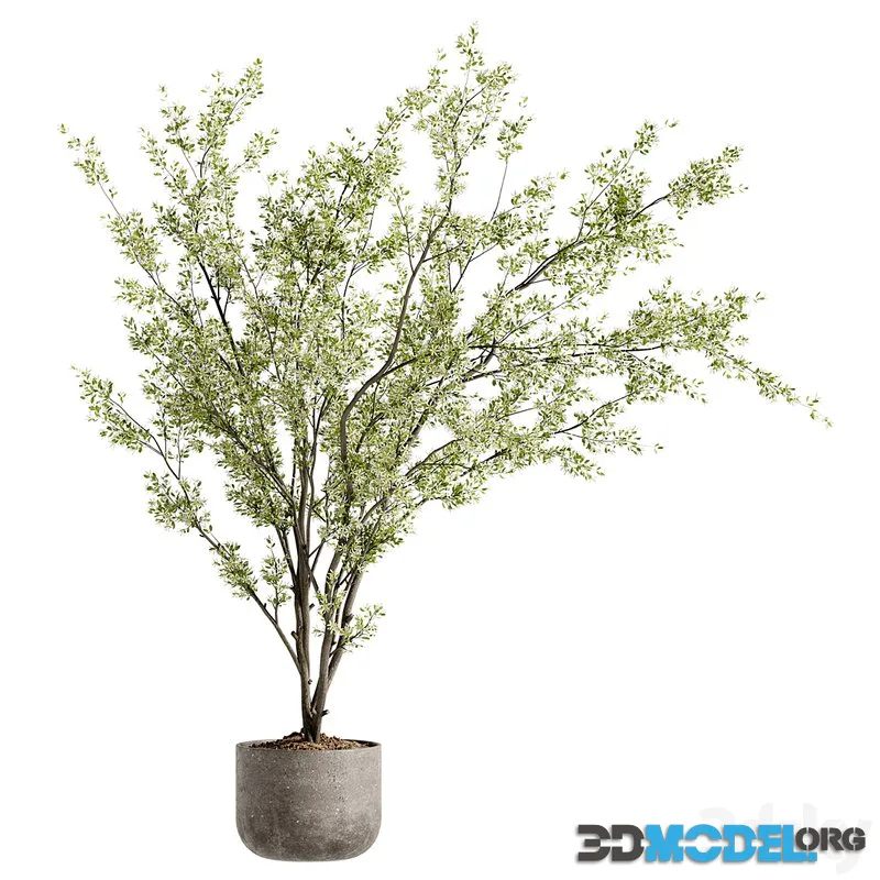 Indoor Bonsai Plants 91