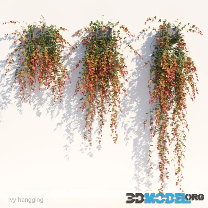 Ivy in pot hanging V1