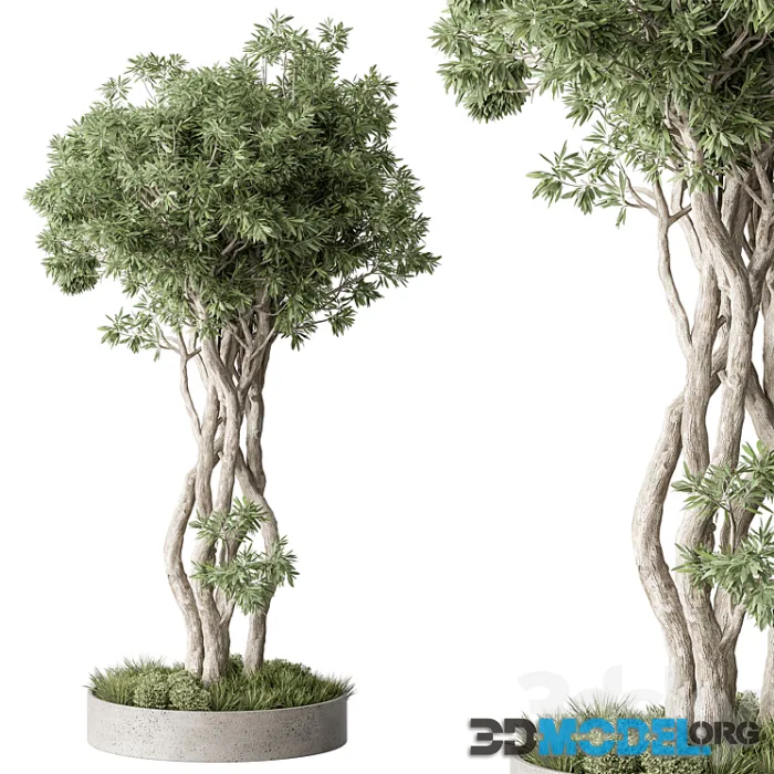 Outdoor Plants 528