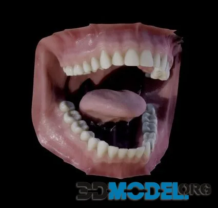 Photorealistic Human Mouth (PBR)