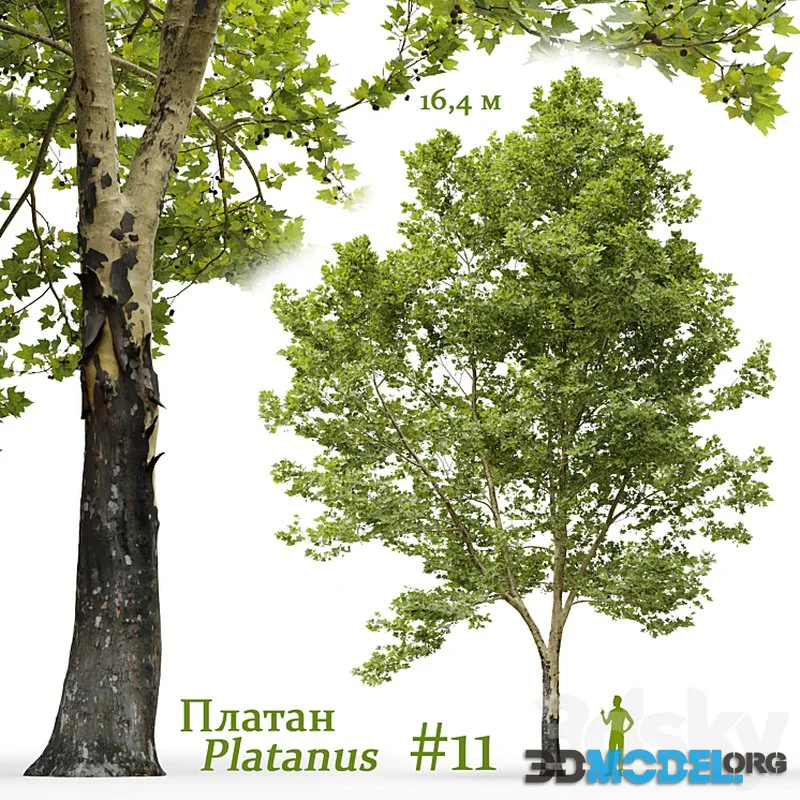 Plane-tree Sycamore Platanus #11