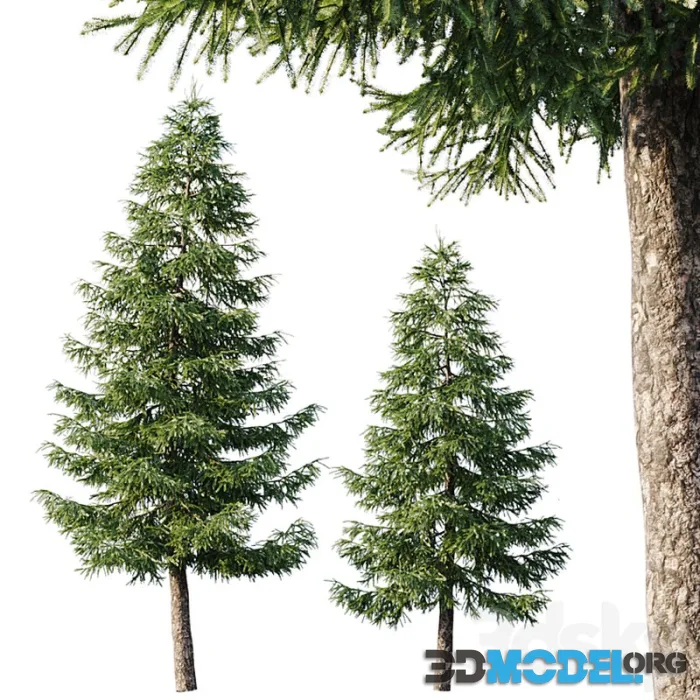 Spruce (12,5m and 9,5m)