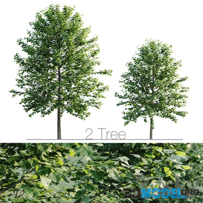 Tilia platyphyllos 8.5m and 6.3m