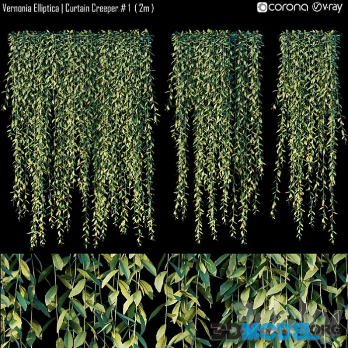Vernonia Elliptica Curtain Creeper # 1 (2m)