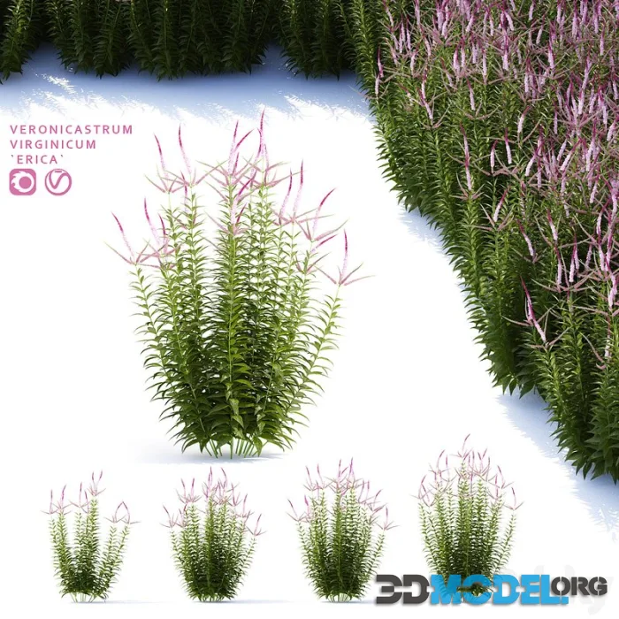 Veronicastrum virgin flowers