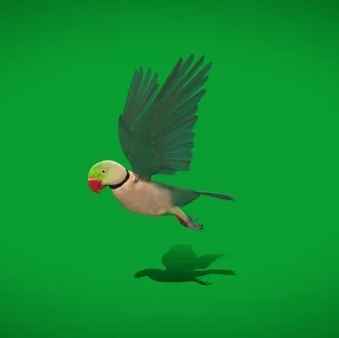 Alexandrine Parakeet Bird (PBR)