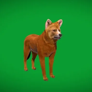 Asian Dhole Wild Red Dog (PBR)