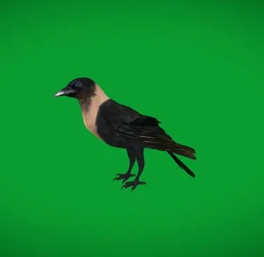 Asian Indian Crow (PBR)