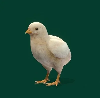 Baby Chickens (Lowpoly) (PBR)