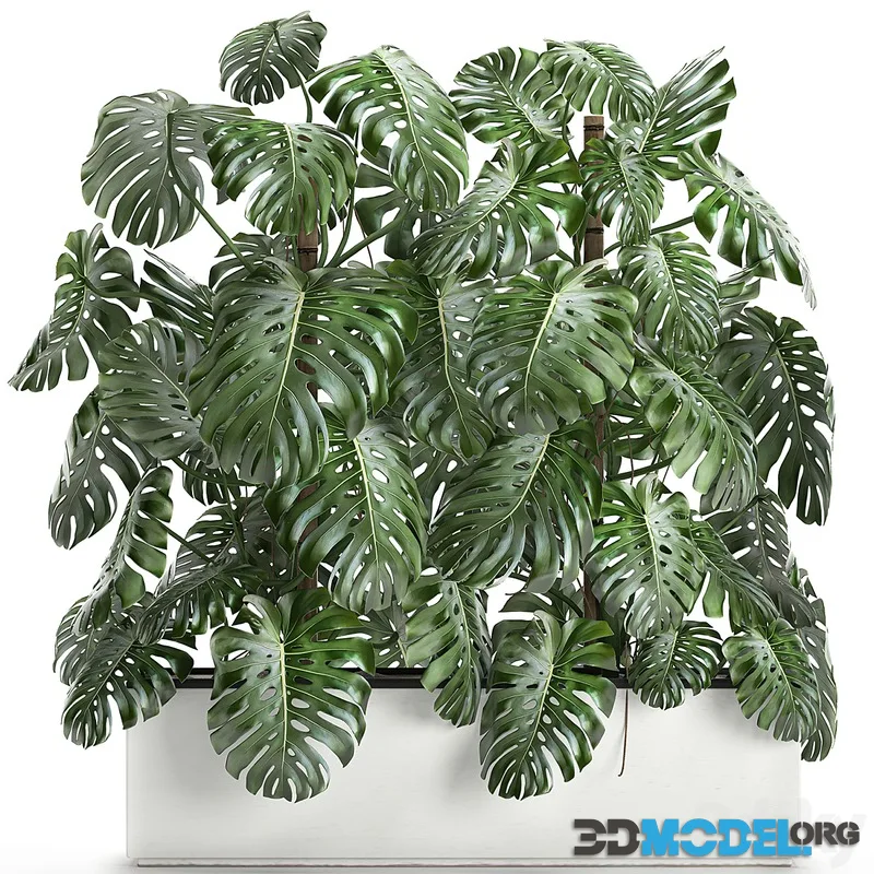 Beautiful lush Monstera flower Set 669