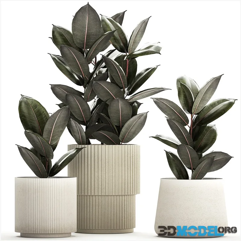 Beautiful tree in a pot Ficus rubbery, elastica, Ficus Abidjan, Ficus Robusta. Plant collection 1246