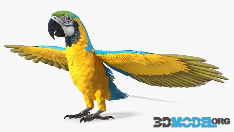 Blue and Yellow Macaw Parrot Rigged for Cinema 4D (PBR)